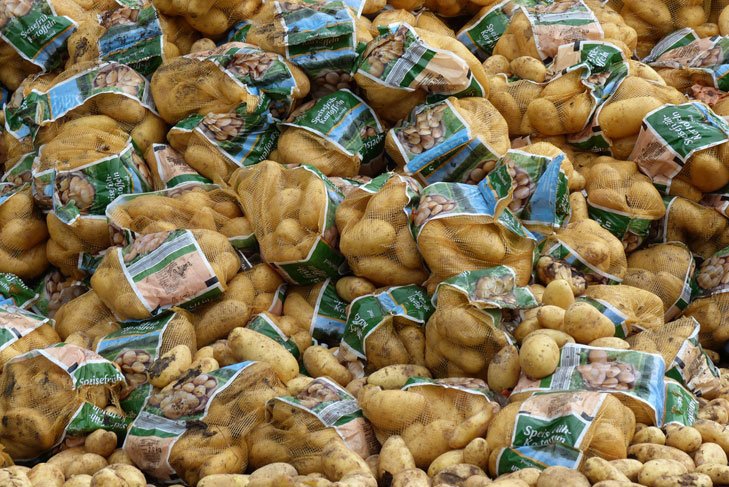 Kartoffeln für Biogasanlage